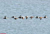 (45) EIDER (mixed flock), PIEL ISLAND