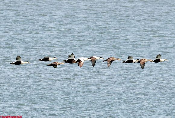 (45) EIDER (mixed flock), PIEL ISLAND