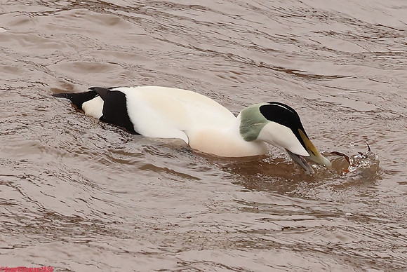 (45) EIDER (DRAKE), WHITBY HARBOUR 1c