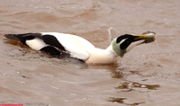 (45) EIDER (DRAKE), WHITBY HARBOUR 1l