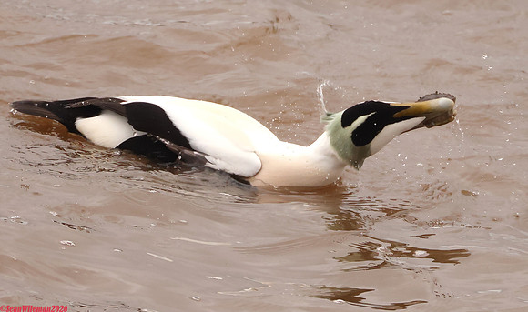 (45) EIDER (DRAKE), WHITBY HARBOUR 1l