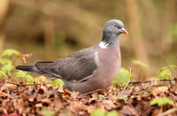 (93) WOOD PIGEON, BROCKHOLE ON WINDERMERE