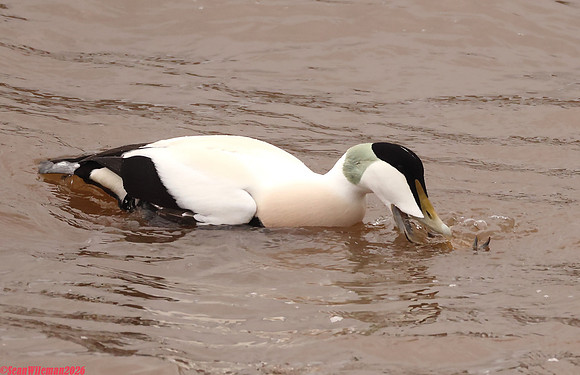 (45) EIDER (DRAKE), WHITBY HARBOUR 1f