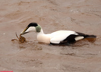 (45) EIDER (DRAKE), WHITBY HARBOUR 1j