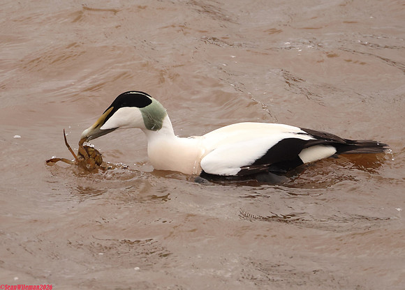 (45) EIDER (DRAKE), WHITBY HARBOUR 1j