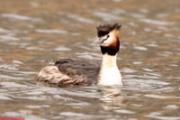 (115) GREAT CRESTED GREBE (ADULT SUMMER), ATTENBOROUGH RESERVE 1a copy
