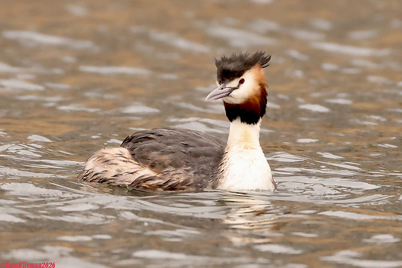 (115) GREAT CRESTED GREBE (ADULT SUMMER), ATTENBOROUGH RESERVE 1a copy