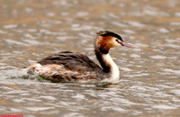 (115) GREAT CRESTED GREBE (ADULT SUMMER), ATTENBOROUGH RESERVE 1 copy