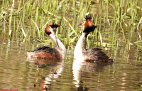 (115) GREAT CRESTED GREBE (pair), THORNTON RESERVOIR 1