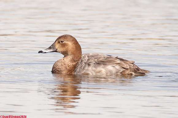 (37) POCHARD (female), LEIGHTON MOSS 1
