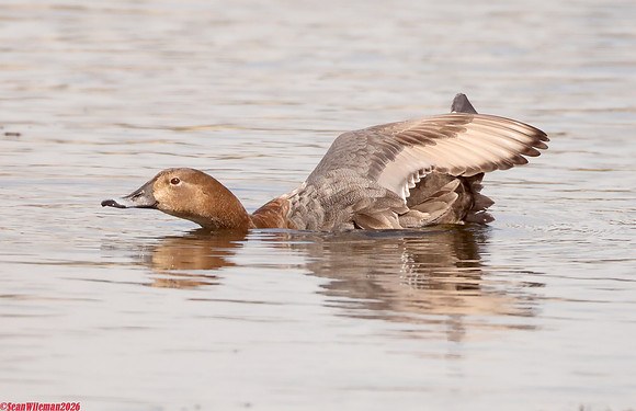 (37) POCHARD (female), LEIGHTON MOSS 1a