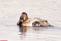 (37) POCHARD (female), LEIGHTON MOSS 1b