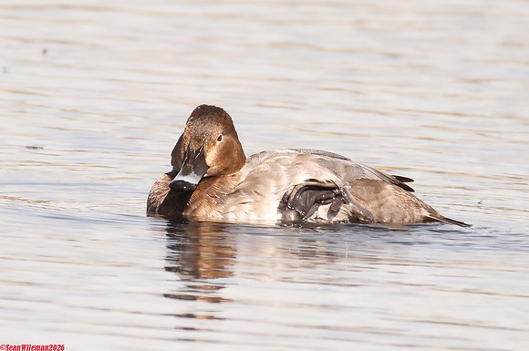 (37) POCHARD (female), LEIGHTON MOSS 1b