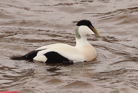 (45) EIDER (DRAKE), WHITBY HARBOUR 1