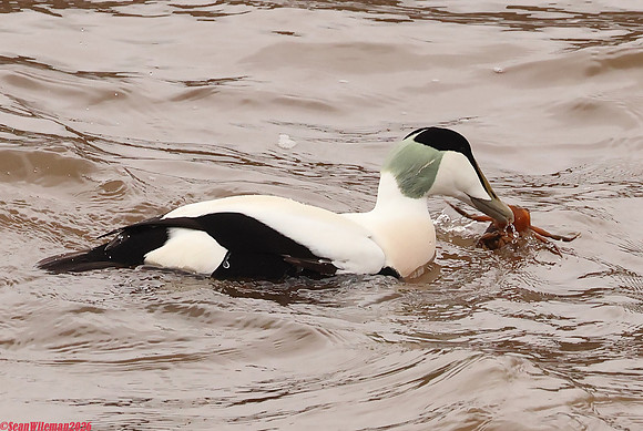 (45) EIDER (DRAKE), WHITBY HARBOUR 1b