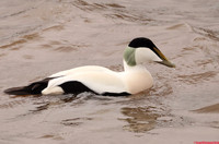 (45) EIDER (DRAKE), WHITBY HARBOUR 1a