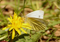 (58.008) GREEN-VEINED WHITE, MINORCA COLLIERY