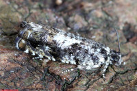 (49.363) Pammene argyrana, WILLESLEY WOODSIDE 2