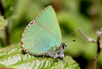 (61.005) GREEN HAIRSTREAK, MINORCA COLLIERY 1