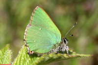 (61.005) GREEN HAIRSTREAK, MINORCA COLLIERY 1a