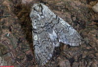 (65.016) YELLOW HORNED, HICK'S LODGE 3