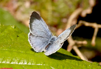 (61.012) HOLLY BLUE, ATTENBOROUGH RESERVE