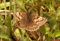 (57.001) DINGY SKIPPER, MINORCA COLLIERY