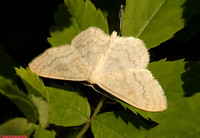 (70.027) CREAM WAVE, CLOUD WOOD 2