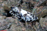 (49.363) Pammene argyrana, WILLESLEY WOODSIDE 1a