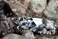 (49.363) Pammene argyrana, WILLESLEY WOODSIDE 1