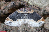(70.052) DARK-BARRED TWIN-SPOT CARPET, WILLESLEY WOODSIDE
