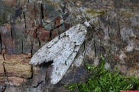(29.001) Diurnea fagella, WILLESLEY WOODSIDE 4