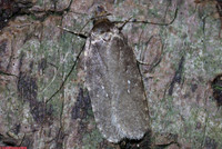 (32.018) Agonopterix heracliana, HICK'S LODGE