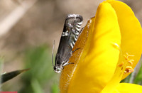 (49.349) Grapholita internana, HICK'S LODGE 2
