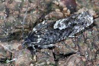 (49.362) Pammene giganteana, CALKE PARK 1