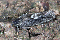 (49.362) Pammene giganteana, CALKE PARK 1a
