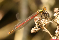 (20) LARGE RED DAMSELFLY (Pyrrhosoma nymphula male, immature), WILLESLEY WOODSIDE