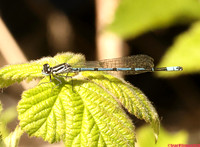 (12) AZURE DAMSELFLY (Coenagrion puella, male, immature), WILLESLEY WOODSIDE 2