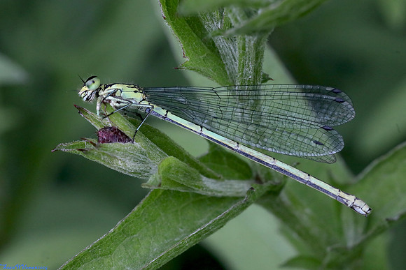 (12) AZURE DAMSELFLY (Coenagrion puella, female), HICK'S LODGE 1a