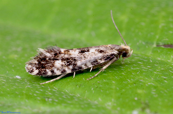 (12.016) CORK MOTH (Nemapogon cloacella), ASHBY DE LA ZOUCH 2