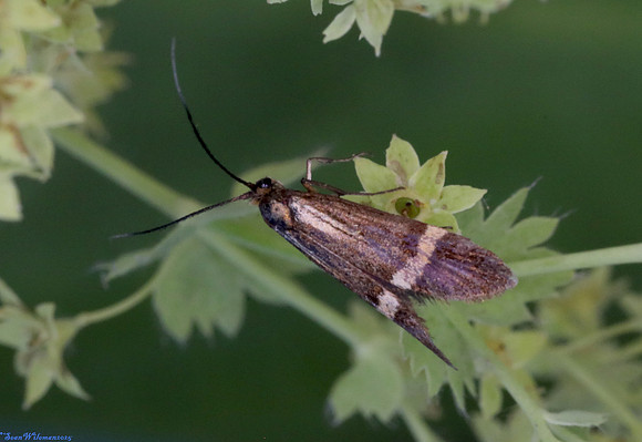 (7.001) Nemophora degreerella (female), WILLESLEY WOODSIDE