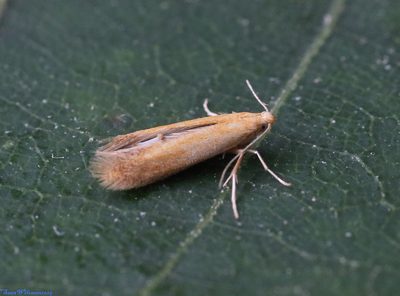 (10.001) Tischeria ekebladella, GUN HILL 1