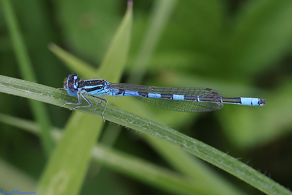 (14) DAINTY DAMSELFLY (Coenagrion scitulum, male), SBBOT 5a