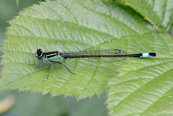 (18) BLUE-TAILED DAMSELFLY (Ischnura elegans, male), ATTENBOROUGH RESERVE 1