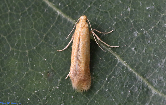 (10.001) Tischeria ekebladella, GUN HILL 1a