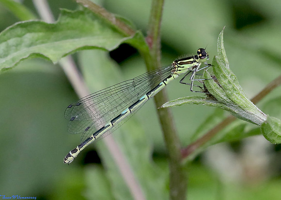(12) AZURE DAMSELFLY (Coenagrion puella, female), HICK'S LODGE 1