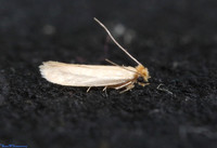 (12.026) COMMON CLOTHES MOTH (Tineola bisselliella), ASHBY DE LA ZOUCH 3