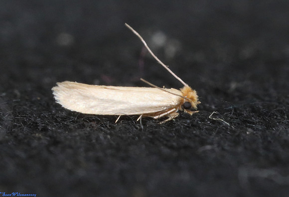 (12.026) COMMON CLOTHES MOTH (Tineola bisselliella), ASHBY DE LA ZOUCH 3