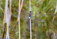 (30) LESSER EMPEROR (Anax parthenope, male), SBBOT 1