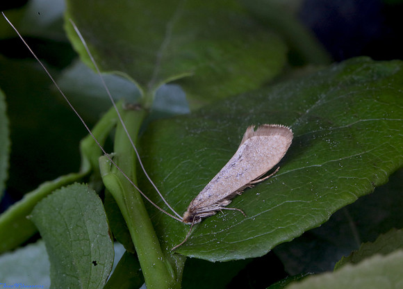 (7.015) Nematopogon swammerdamella, KATYN MEMORIAL, CANNOCK CHASE 1